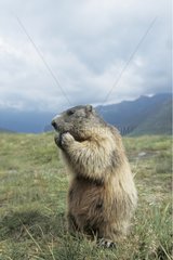 Marmotte des Alpes Hohe Tauern National Parc Autriche