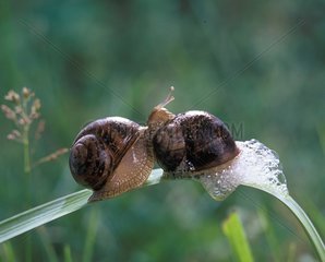 Couple of Brown gardensnails bubbling