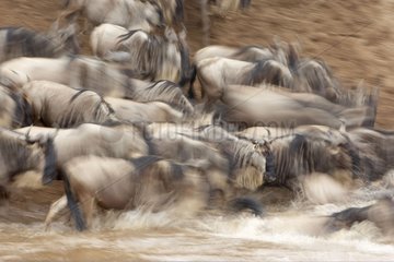 Migrating Wildebeests jumping in the Mara river Kenya