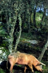 Porc en libre pâture dans une chênaie en Sardaigne