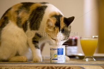 Tri-colored Alley cat eating a yoghourt on the table France