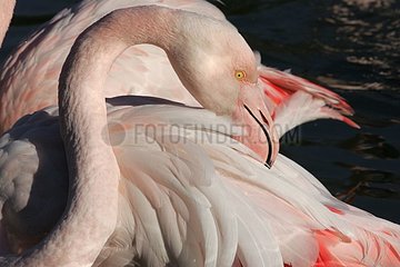 Porträt von Pink Flamingo [at]