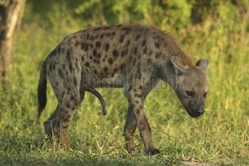 Speckled hyena with erected pseudo-penis Kruger Park