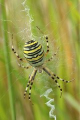 Wasp -Spinne im Zentrum seines Netzes in einer Wiese Frankreich