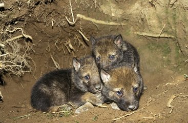 Wolfswürfel von 5 Wochen alt in der Höhle