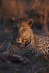 Leopard male portrait with it prey Kenya