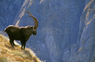MÃ¤nnliche Ibex die Alpen