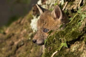 Young Red Fox getting out of his burrow Normandie France