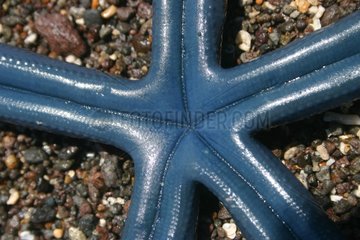 Blue Linckia Sea Star auf Sand Indonesien