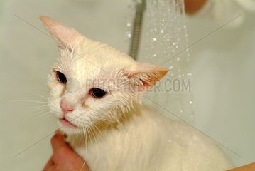 Dusche einer weiÃŸen Katze Haute-Normandie Frankreich