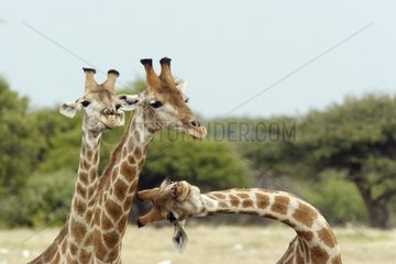 Portrait of Girafas Etosha National Park Namibia