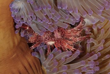 Magnificent Sea Anemone eating a Crinoid Australia QLD