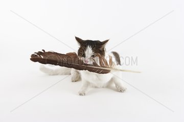 Cat playing with a feather in a house