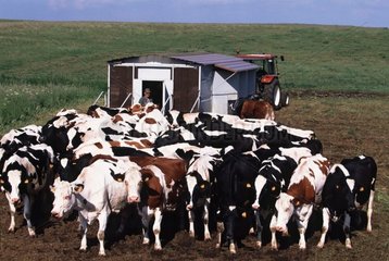 Kühe und mobile Melkstation in Auvergne Mountain Weiden