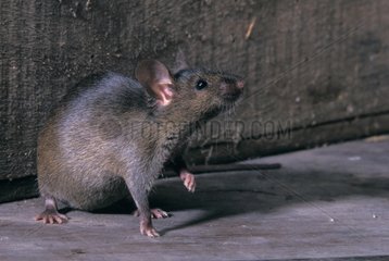 Portrait of attentive Common House Mouse in an attic France
