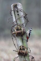 Great spotted woodpecker on a picket of a fence GB