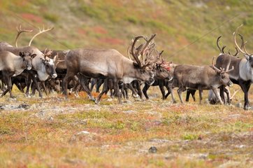 Herds of reindeer bred Alaska USA
