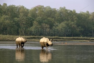 Indian rhinoceros crossing the river Nepal