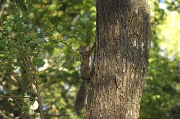 Eastern Gray Squirrel climbing on a tree trunk East USA