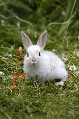 Small rabbit domesticates in grass and flowers Alsace France