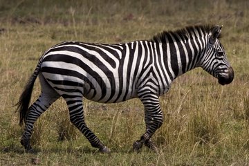 Zebra walking in the savanna Masai Mara Kenya