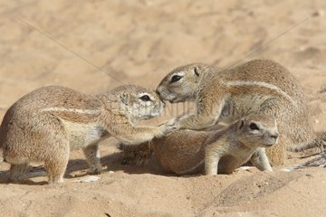 South African ground Squirrels grooming Kgalagadi Kalahari