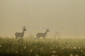 Roes in grazing at dawn in a meadow in spring France