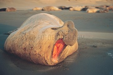 Eléphant de Mer Mâle au Lever du Soleil Péninsel de Valdes