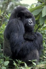 Portrait de Gorille de montagne assis Rwanda
