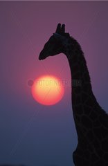 Silhouette de Girafe au lever du soleil Etosha NP Namibie