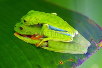 Mating of red-eyed treefrogs on a leaf in jungle Costa Rica