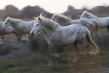 Camarguais horses troop galloping in the grass France
