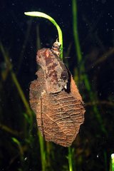 Trichoptere larvae in a leaf sheath Touraine France