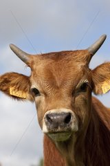Portrait of a heifer Cachena Galicia Spain