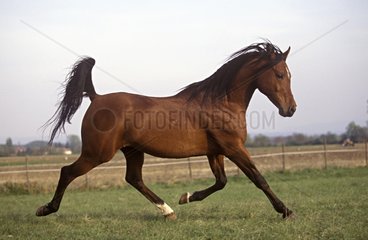 Arabian horse galloping
