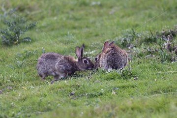 Fascinating Wild rabbits contact in grass couples