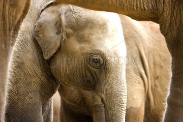 Inländische asiatische Elefantenkalb Sri Lanka