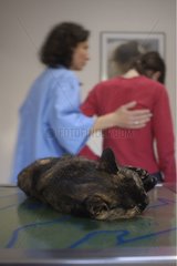 Tote Katze und Tierarzt trösten seinen Besitzer Frankreich