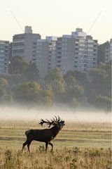 Stag roaring near a city in autumn GB