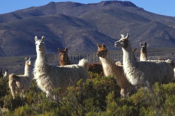 Bolivien Lamas Herde
