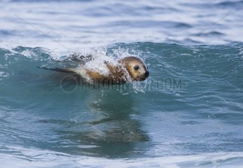 Southern sea lion surfing in wave Valdes Peninsula Argentina