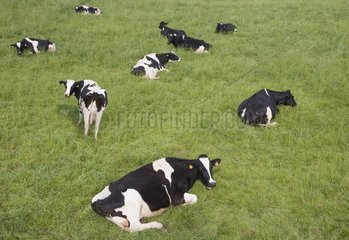 Herd of holstein cows lying in the grass in the meadow