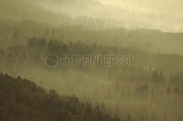 Nebel auf einem massiven Waldsemnoz  Haute-Savoie