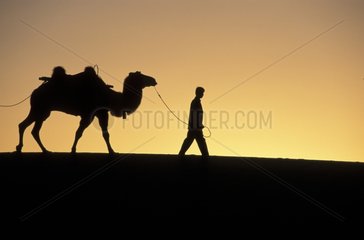Caravane de chameaux de Bactriane désert de Gobi Chine