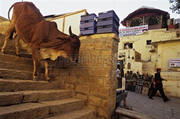 Heilige Kuh  die Treppe hinuntergeht Jaisalmer Indien