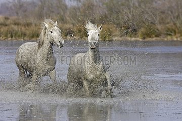 Camarguais horses galloping in water France