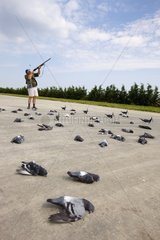 Elimination of pigeons around a breeding in Italy