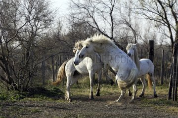 Fighting between two Camarguais stallions France