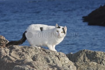 Domestic cat on rock Côte d'Azur France