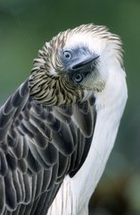 Portrait of a Philippine Eagle